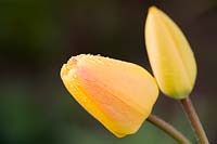 Tulipa - Tulip