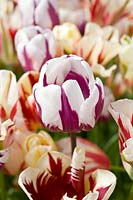 Tulipa - Tulipes cassées à l'ancienne
