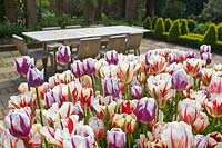 Tulipa - Tulipes cassées à l'ancienne avec vue sur table et chaises de jardin en bois.