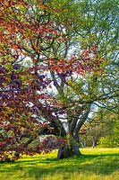 Quercus - Chêne et Fagus sylvatica f. purpurea - Hêtres cuivrés à Penrice Estate, Pays de Galles.