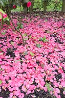 Camellia japonica - Pétales tombés