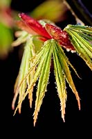 Acer palmatum 'Trompenburg' - Érable du Japon 'Trompenburg '