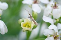 Plutella xylostella - Papillon à dos diamant sur Crambe cordifolia - Chou frisé en fleurs