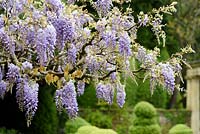 La floraison des glycines sur la Casita à Iford Manor, Bradford-on-Avon, Wiltshire, Royaume-Uni.
