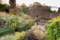 Vue vers le bas sur le jardin à Barn House, Chepstow, Royaume-Uni, avec Prunus serrula entouré d'herbes, dont Miscanthus et Hakonechloa macra 'Aureola '.