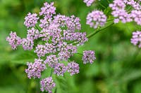 Chaerophyllum hirsutum 'Roseum'