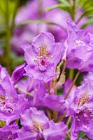 Rhododendron 'Fastuosum Flore Pleno'