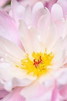 Paeonia lactiflora 'Germaine Bigot'