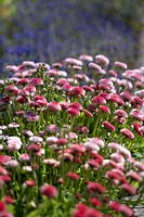 Bellis perennis 'Medicis Rose' - Marguerite