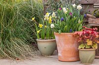 Pot mixte avec Narcisse 'Cheerfulness White', Tulipa 'Passionale' et Muscari latifolium.