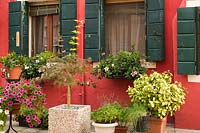 Pétunia fleurs et un Acer palmatum - érable japonais en face de la façade de la maison en stuc rouge décoré de plantes à fleurs blanches et roses sur le rebord des fenêtres, l'île de Burano, la lagune de Venise, Venise, Vénétie, Italie