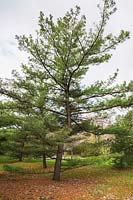 Pinus x schwerinii - Pin, Jardin botanique de Montréal, Québec, Canada.