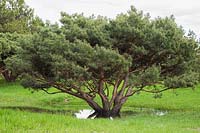 Pinus silvestris - Pin sylvestre entouré de flaques d'eau, en raison du dégel tardif du printemps et des fortes précipitations, Jardin botanique de Montréal, Québec, Canada.