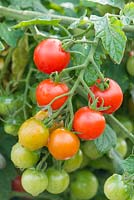 Lycopersicon esculentum 'Lizzano' F1 - Tomate 'Lizzano' F1