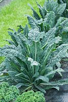 Brassica oleracea - Kale 'Réglisse'
