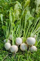 Brassica rapa subsp. rapa - Navet 'Salade Blanche'