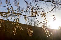 Branche d'arbre d'hiver contre le ciel bleu. Kilver Court, Somerset, Royaume-Uni. Conçu par Roger Saul de Mulberry.