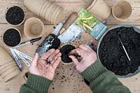 Jardinier semant des graines de Zea mays - Double maïs doux rouge dans des pots de plantes biodégradables.