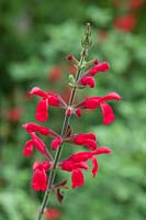 Salvia darcyi - Sauge