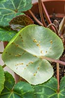 Écaille molle - Infestation du groupe Coccus hesperidum sur la face inférieure des feuilles de Cyclamen persicum.