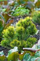 Pinus mugo 'Ophir' - Pin de montagne nain 'Ophir'