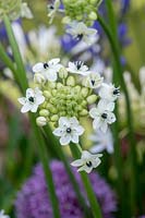 Ornithogalum saundersiae - Ornithogalum géant