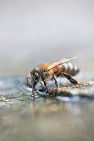 Apis mellifera - Eau potable d'abeilles mellifères sur une dalle de pierre.