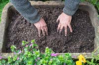 Jardinier répandant un mélange de compost graveleux dans un évier en pierre, à planter plus tard avec des sempervivums.