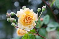 Rosa 'Buff Beauty' - Rose anglaise 'Buff Beauty'