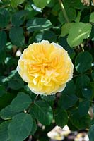 Rosa Molineux 'Ausmol' - Rose 'Molineux '