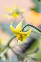 Solanum lycopersicum 'Tumbling Tom Yellow' - Tomate 'Tumbling Tom Yellow'