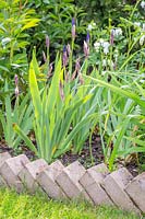 Iris germanica 'Blue Rhythm' en parterre de fleurs après avoir été divisé l'année précédente.