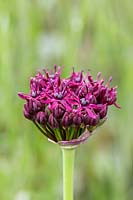 Allium atropurpureum - Allium violet très foncé