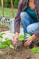 Femme plantant de jeunes haricots verts 'Tendergreen' à l'aide d'une truelle à main.