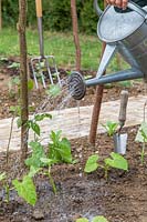 Femme arrosant des haricots verts nouvellement plantés 'Tendergreen '.