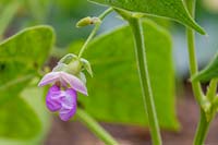 Phaseolus vulgaris 'Tendergreen' - Haricot français 'Tendergreen'