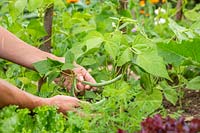 Femme cueillant des haricots de haricot vert 'Tendergreen '.