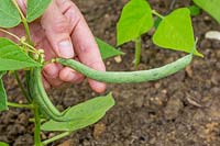 Femme cueillant des haricots de haricot vert 'Tendergreen '.