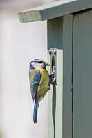Mésange bleue - Cyanistes caeruleus - nourrir les jeunes dans un nichoir
