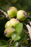 Malus domestica 'Schöner aus Boskoop' - Pomme 'Schöner aus Boskoop'