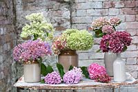 Assortiment de spécimens d'hortensia sur table de jardin en pots