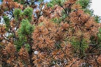 Pinus mugo - Pin de montagne atteint de rouille.