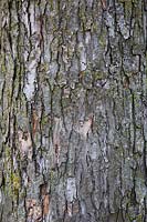Acer saccharinum 'Pyramidale' - Détail d'écorce d'arbre en érable argenté avec Bryophyta verte - Croissance de mousse et de lichen.