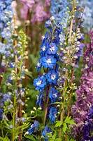 Delphinium 'Cobalt Dreams' parmi d'autres hybrides Delphinium.