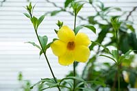 Allamanda cathartica 'Grandiflora' - Trompette dorée 'Grandiflora'