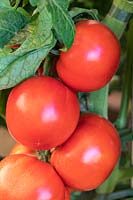Tomate 'Oh Happy Days' - Tomate Beefsteak moyenne résistante à la brûlure