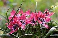 Tulipa hageri 'Little Beauty' - Tulipe 'Little Beauty'