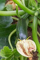 Courgette Zucchini, développant des fruits avec des fleurs