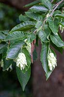Ostrya japonica 'hophornbeam japonais'