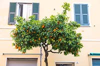 Citrus x sinensis - Fruitiers orangers dans la rue urbaine, Santa Margherita Ligure, Italie.